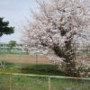 4月6日（火曜日）桜満開