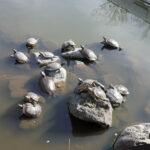 2月6日（金曜日）池の亀も出てきた