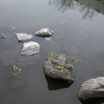 2月7日（土曜日）池の亀もいなかった